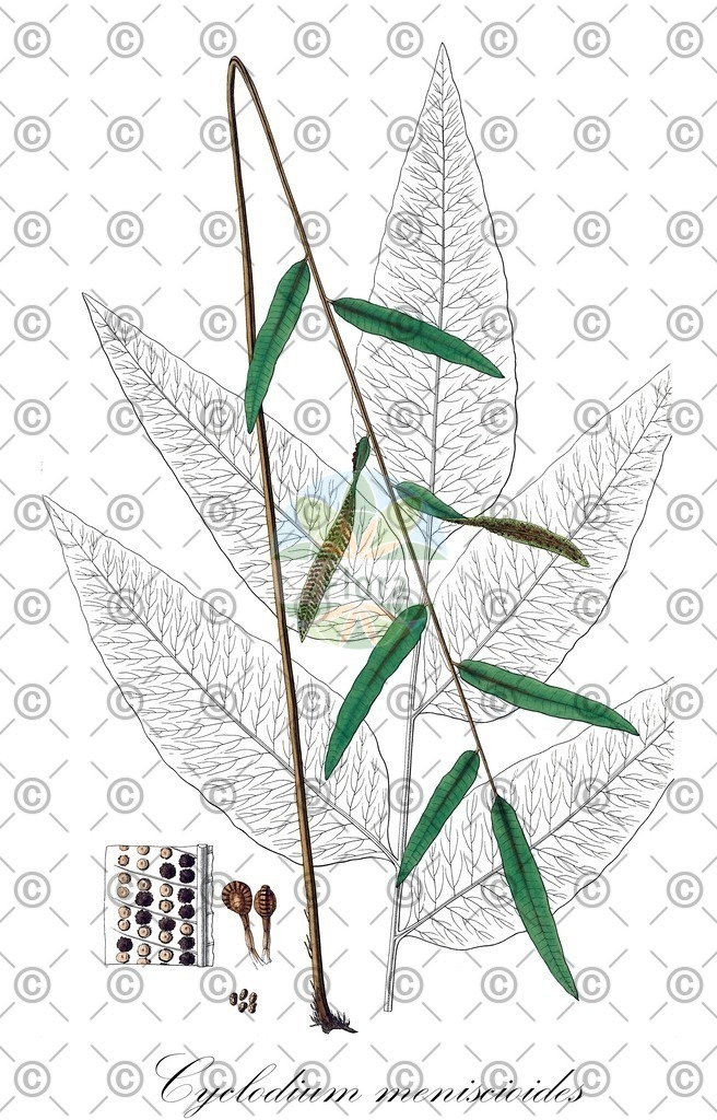 HistAbb_wfo-0000174090_1_ENZY_Simple | Historische Abbildung von Cyclodium meniscioides - Dryopteridaceae | Historical Illustration of Cyclodium meniscioides - Dryopteridaceae