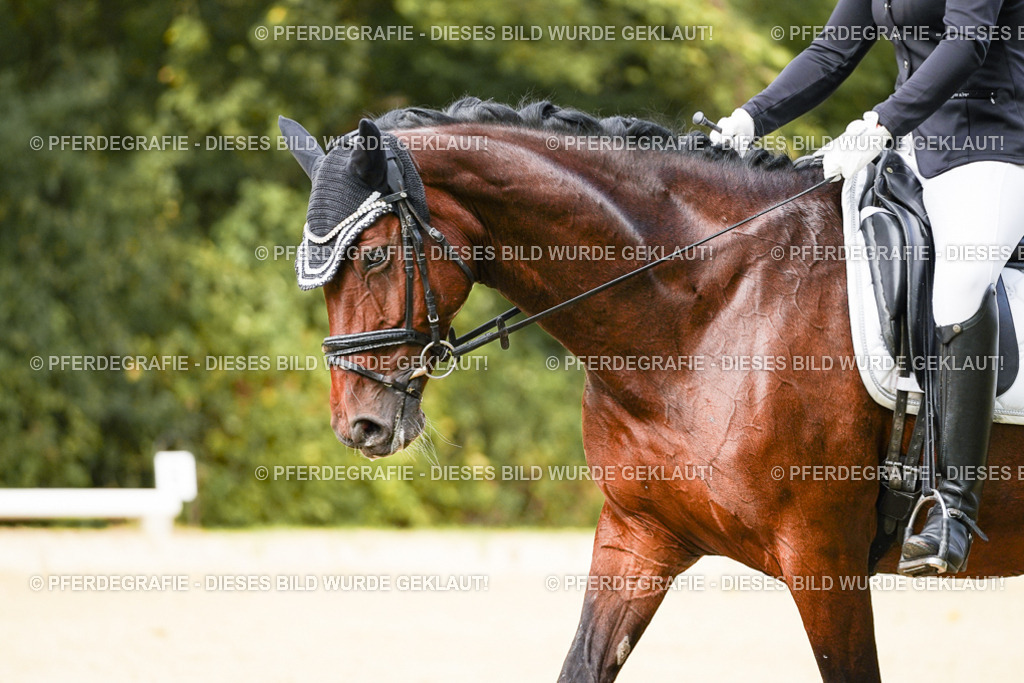 DSC03446 | Pferdegrafie