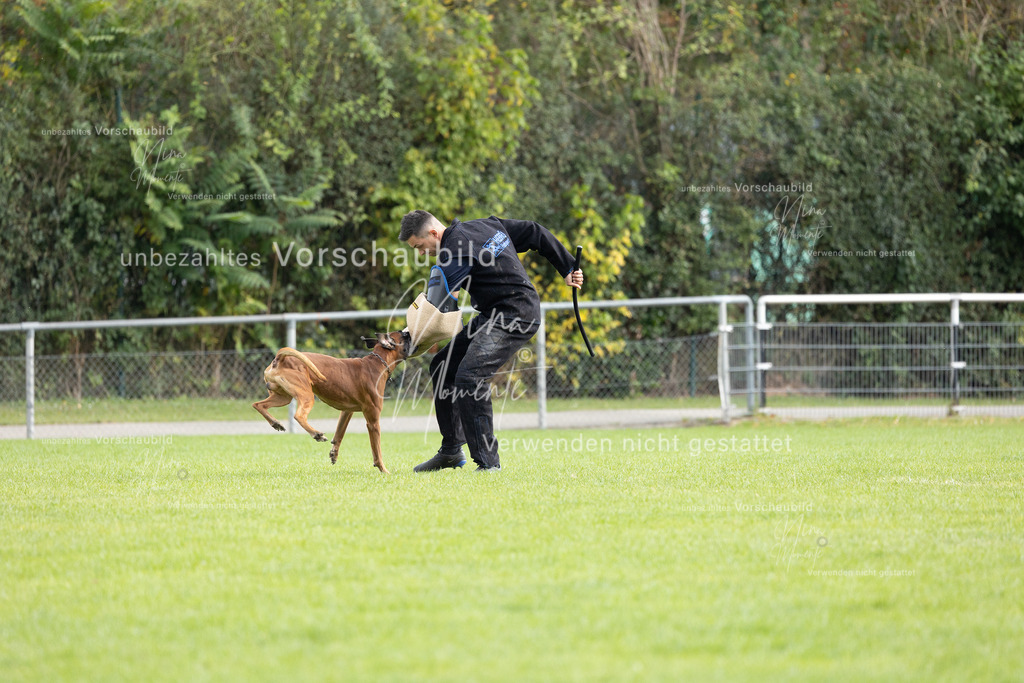 _16A7047 | Einzigartige Fotos von Hunden & Menschen –Actionfotos, Portraits, Vereinsaufnahmen & Paarshootings – authentisch, lebendig & mit Herz.