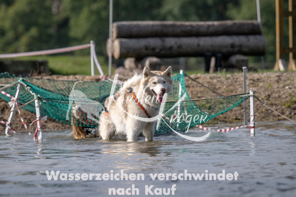 1156_ZZ94672 | kk-dogfotos