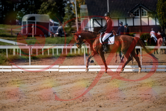 2026_10_03_Siefer-Hof_114212_Z63_23574613 | Professionelle Reitsport-, Turnier- und Eventfotografie von Robert Broda. Galerien mit ausgewählten und bearbeiteten Bildern direkt online ansehen und bestellen.