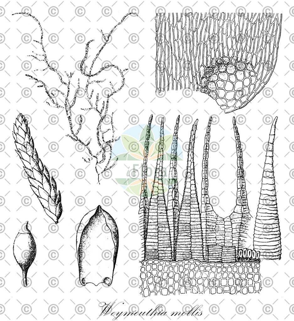 HistAbb_wfo-0001244435_2_ENZY_Simple | Historische Abbildung von Weymouthia mollis - Lembophyllaceae | Historical Illustration of Weymouthia mollis - Lembophyllaceae