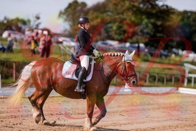 2026_10_03_Siefer-Hof_114105_Z81_83860528 | Professionelle Reitsport-, Turnier- und Eventfotografie von Robert Broda. Galerien mit ausgewählten und bearbeiteten Bildern direkt online ansehen und bestellen.