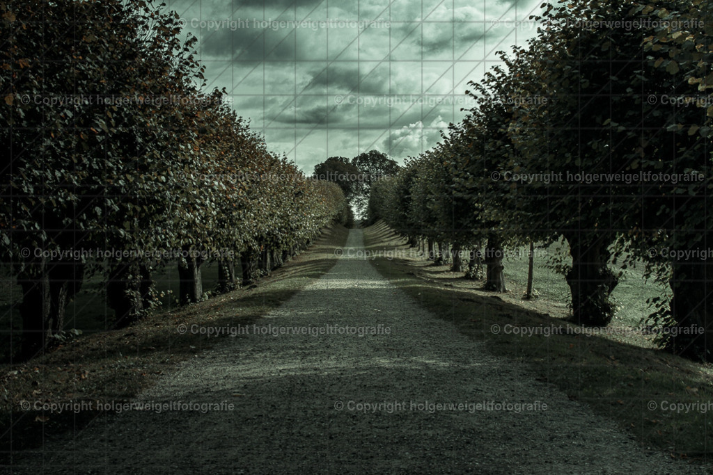 Festonallee II | Kaufen sie online außergewöhnliche Fotografien auf Leinwand Acrylglas Fotoprint Aludibond von holgerweigeltfotografie - Realized with Pictrs.com