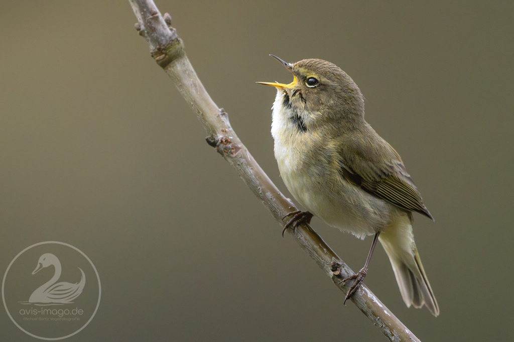 Singender Zilpzalp | Singender Zilpzalp  - Realisiert mit Pictrs.com