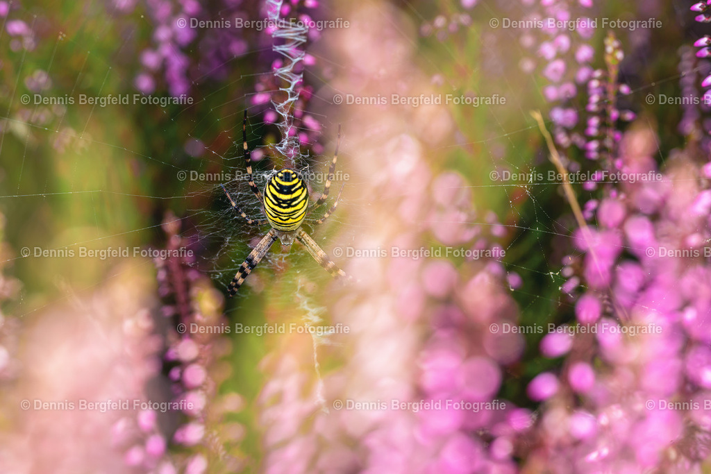 Wespenspinner in der Heide 2 | Entdecken Sie Natur, Makro und Tierfotografie von Dennis Bergfeld.Besondere Momente und Details der Natur, hochwertig als Foto und Wandbild erhältlich. - Realisiert mit Pictrs.com
