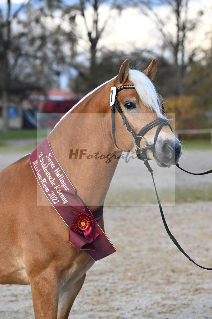 Kat-Nr. 7 Nachtprinz v. Nachtstolz_Schwarz_60221692 | hf-fotografie - Realisiert mit Pictrs.com