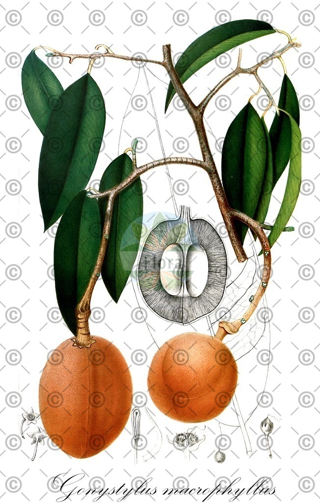 HistAbb_wfo-0000707256_1_ENZY_Simple | Historische Abbildung von Gonystylus macrophyllus - Thymelaeaceae | Historical Illustration of Gonystylus macrophyllus - Thymelaeaceae