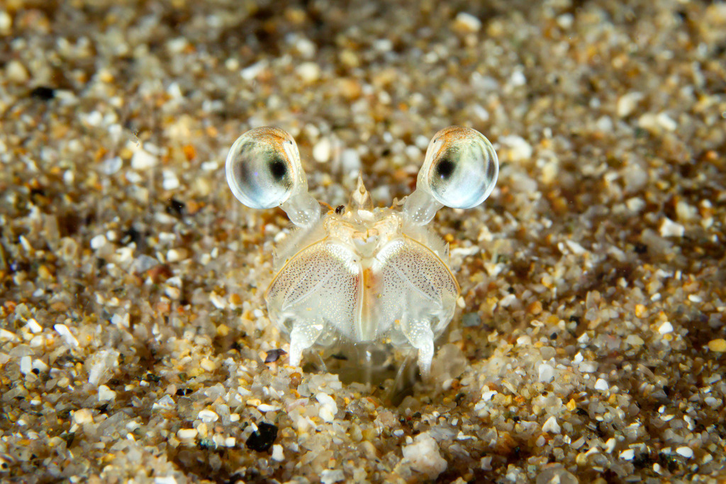 Penaeus kerathurus | Furcchengarnele - Realisiert mit Pictrs.com