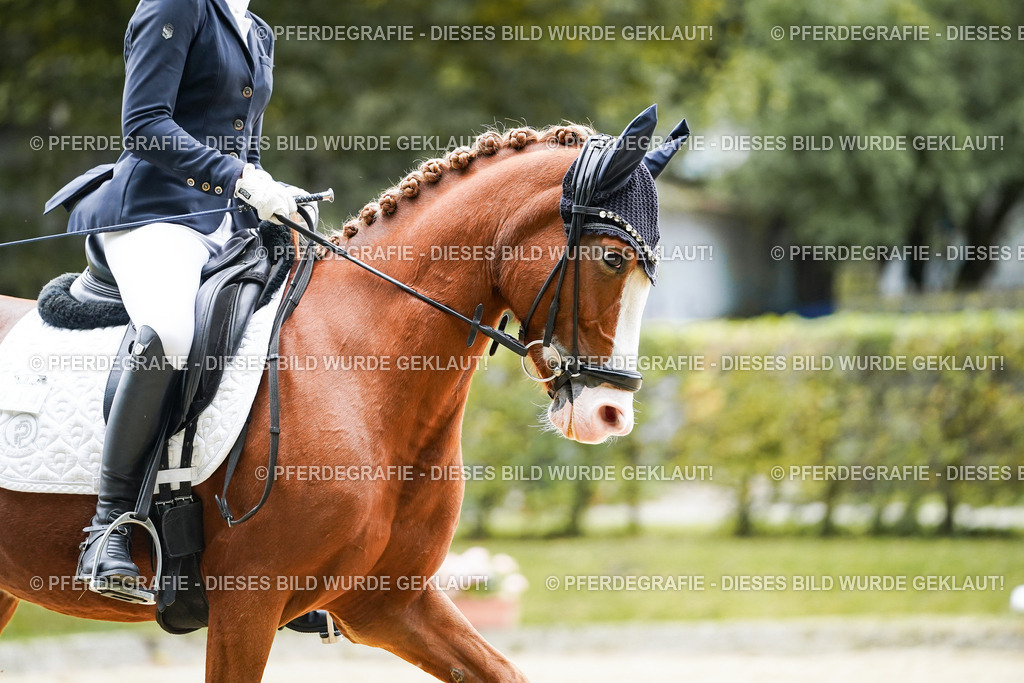 DSC07977 | Pferdegrafie