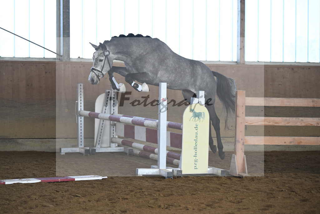 Kat-Nr. 3 Golden Diamond K v. GoldenGray_Koldas_49250077 | hf-fotografie - Realisiert mit Pictrs.com