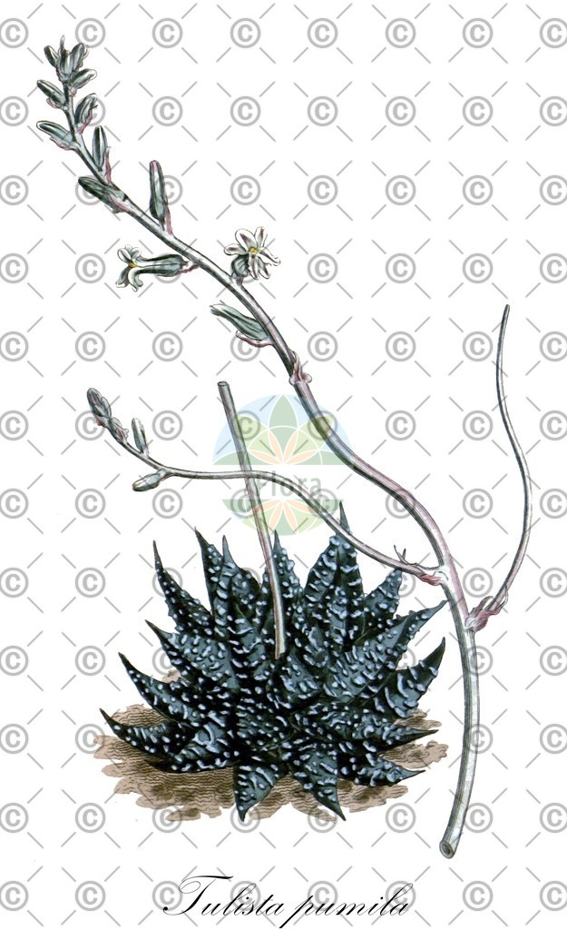 HistAbb_wfo-0000067302_1_ENZY_Simple | Historische Abbildung von Tulista pumila - Asphodelaceae | Historical Illustration of Tulista pumila - Asphodelaceae
