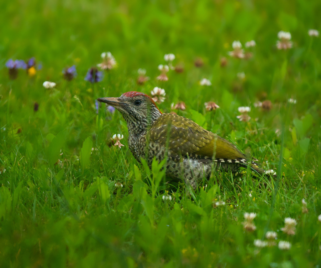 DSC06513 | die schönsten Bilder aus Wald und Wiese, sowie Streifzüge durch den Garten mit der gesamten Blumen & Insektenwelt.   - Realisiert mit Pictrs.com