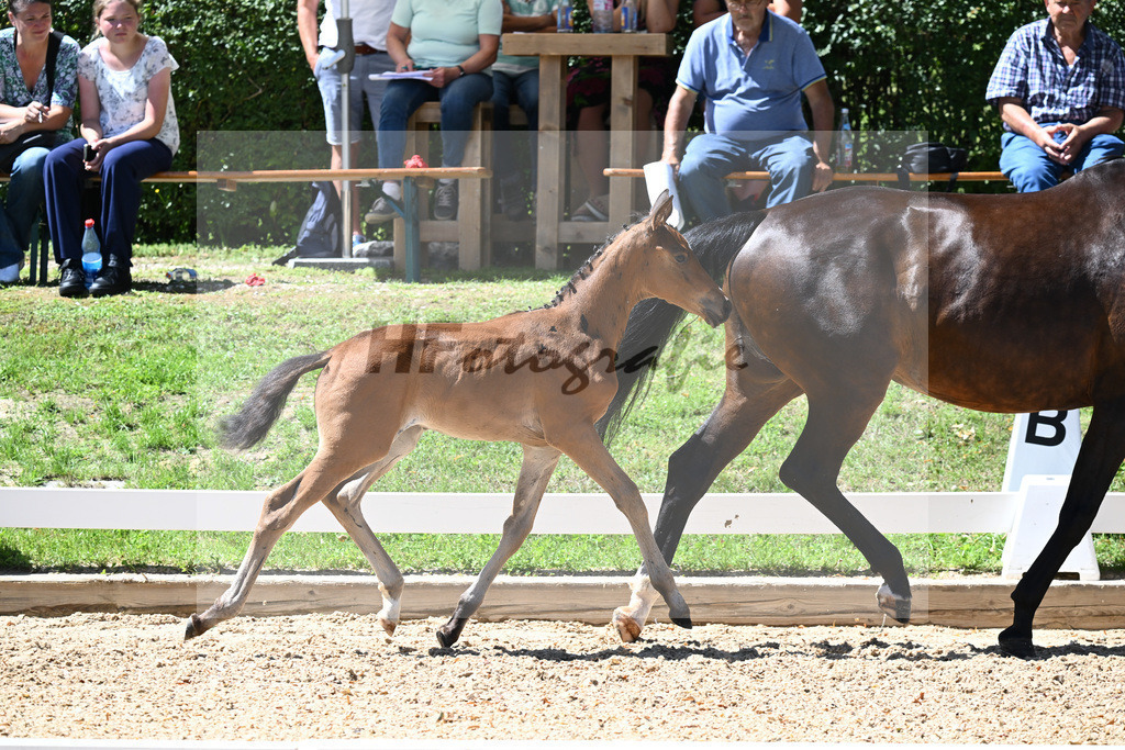 Kat-Nr. 41 SF Adzaro de LAbbaye B x Stedinger_Kuchl_27230649 | hf-fotografie - Realisiert mit Pictrs.com