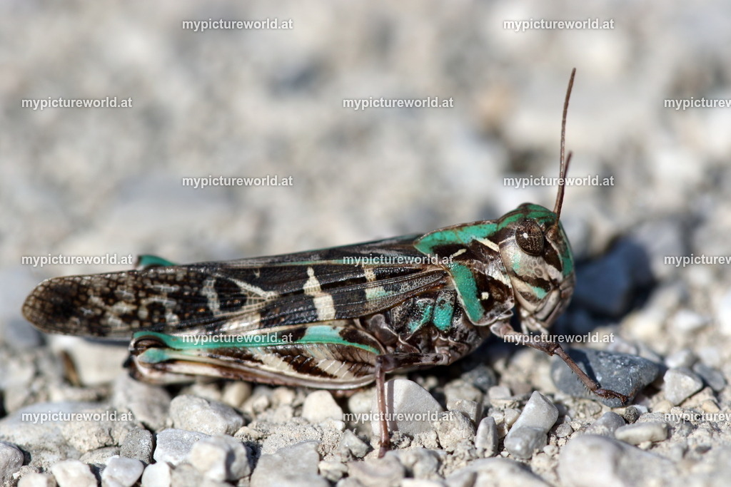 Oedaleus decorus-004 | Das Bilderarchiv über Tiere, Planzen und Landschaften. In der Bilddatenbank finden Sie ein große Auswahl an hochwertigen Bilder für Ihre Werbung - Realisiert mit Pictrs.com