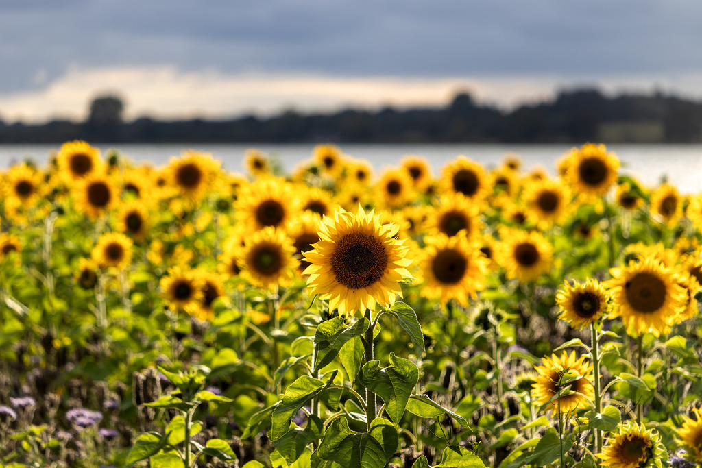 Wandbild: Sonnenblumen am Ostseefjord – Maritimes Blumen-Wandbild | Eine einzelne, klar fokussierte Sonnenblumenblüte hebt sich ruhig vom weich gezeichneten Hintergrund eines sommerlichen Feldes an der Schlei ab. Das Bild lädt ein zum Verweilen im Augenblick und lenkt den Blick auf das Wesentliche. Seine warmen Farben und die bewusste Reduktion fördern Ruhe, Achtsamkeit und Klarheit. Die Komposition wirkt wie eine visuelle Pause – ein Moment der Stille inmitten des Alltags, getragen von Licht und Natur. Ideal für Zuhause, Praxen, Büros, Ferienwohnungen oder überall dort, wo Atmosphäre zählt.  - Realisiert mit Pictrs.com