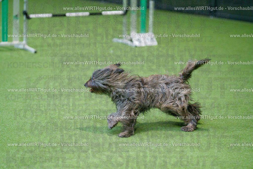 @allesWIRTHgut_Tierfotografie - www.allesWIRTHgut.de - 2604250850-7R507884 | Professionelle Tierfotografie in Mönchengladbach von Daniel Wirth (allesWIRTHgut). Liebevolle & natürliche Bilder von Hunden & Katzen für unvergessliche Erinnerungen.