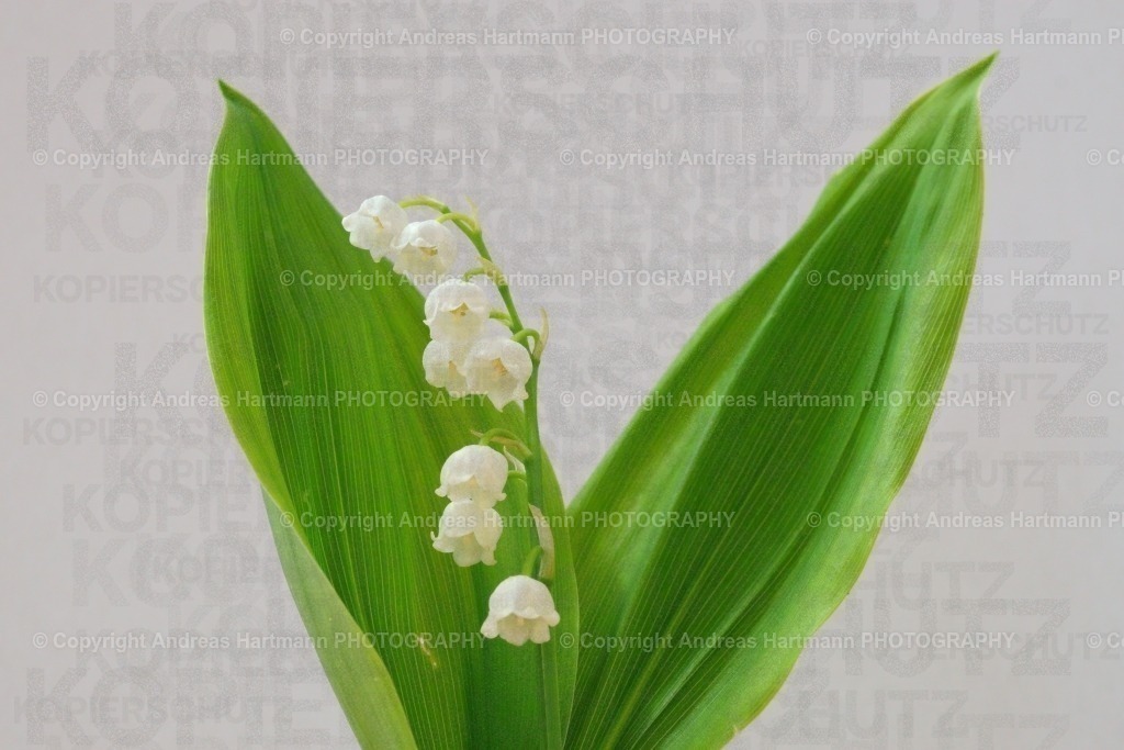 Maiglöckchen | Maiglöckchen - Realisiert mit Pictrs.com