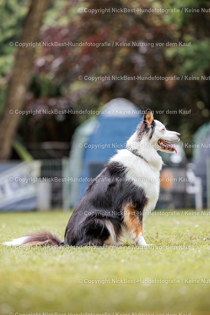 RO-Blumenthal-2026-Nickbest-Hundefotografie-2192 | Dein Hund! Dein Moment! Deine Erinnerungen! Hundefotografie in Bremen Blumenthal. Ich fange die besonderen Momente deines Vierbeiners ein – ob Indoor mit Blitzanlage oder in der freien Natur. Sicher dir dein Moment und dein Termin für eure Erinnerungen.