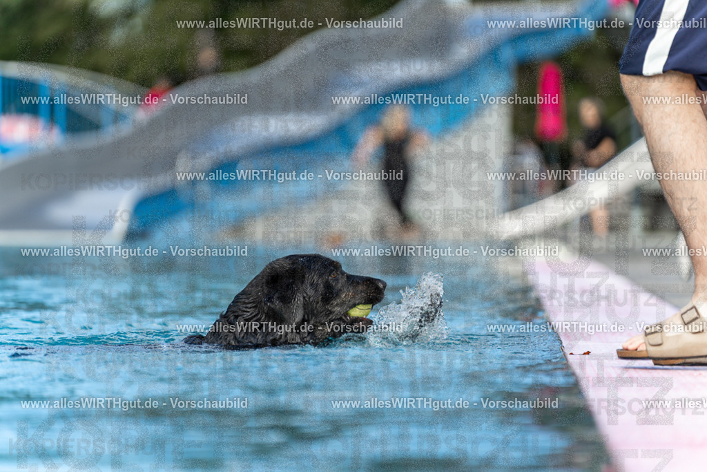 Hundeschwimmen_Volksbad_2026-allesWIRTHgut_Tierfotografie-2609061501-7R501276 | Professionelle Tierfotografie in Mönchengladbach von Daniel Wirth (allesWIRTHgut). Liebevolle & natürliche Bilder von Hunden & Katzen für unvergessliche Erinnerungen.