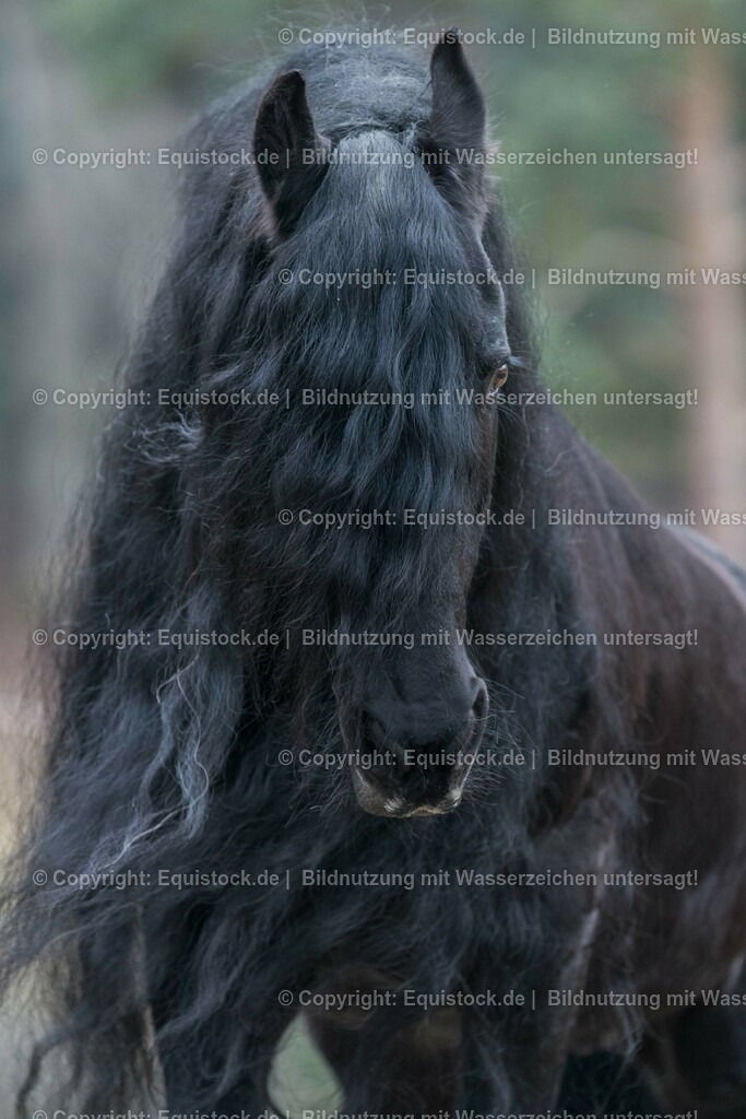 20160312_Friesenhengst_0005 | equistock