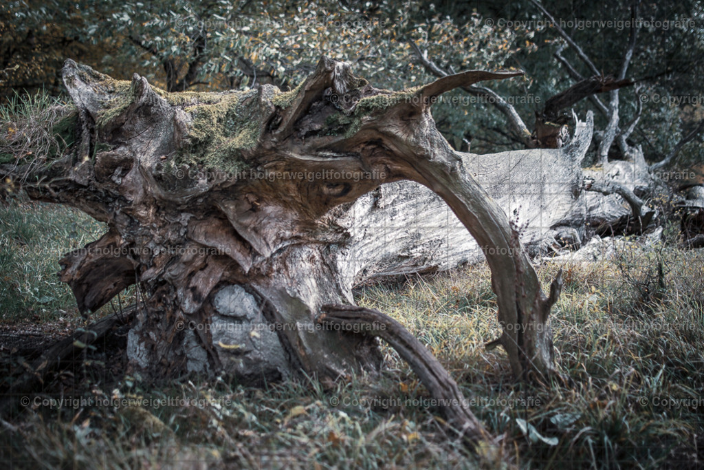 Der Blasse | Kaufen sie online außergewöhnliche Fotografien auf Leinwand Acrylglas Fotoprint Aludibond von holgerweigeltfotografie - Realisiert mit Pictrs.com