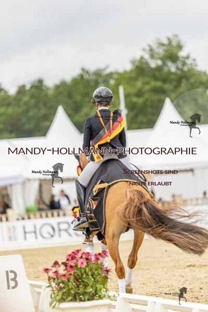 30-8-26 4j Hengste-466 | mandyhollmannphotographie