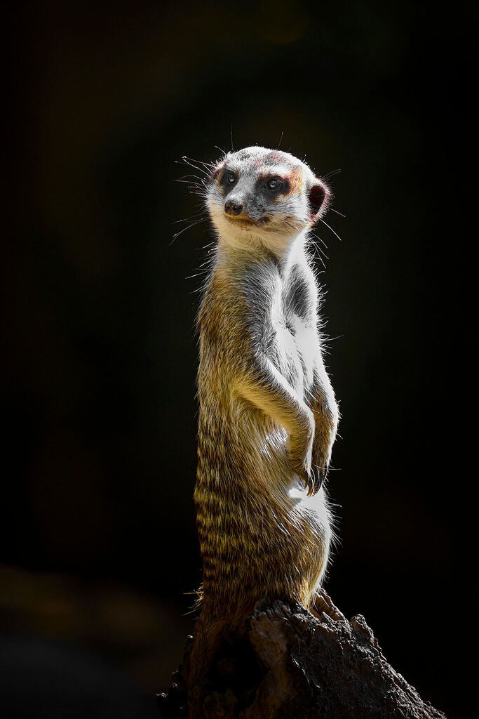 580A1796 | Peter Fridle Fotografie - Realisiert mit Pictrs.com