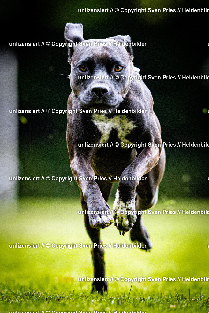 Sven Pries | 2025-10-03 - Hunderennen Obergrombach - Realisiert mit Pictrs.com