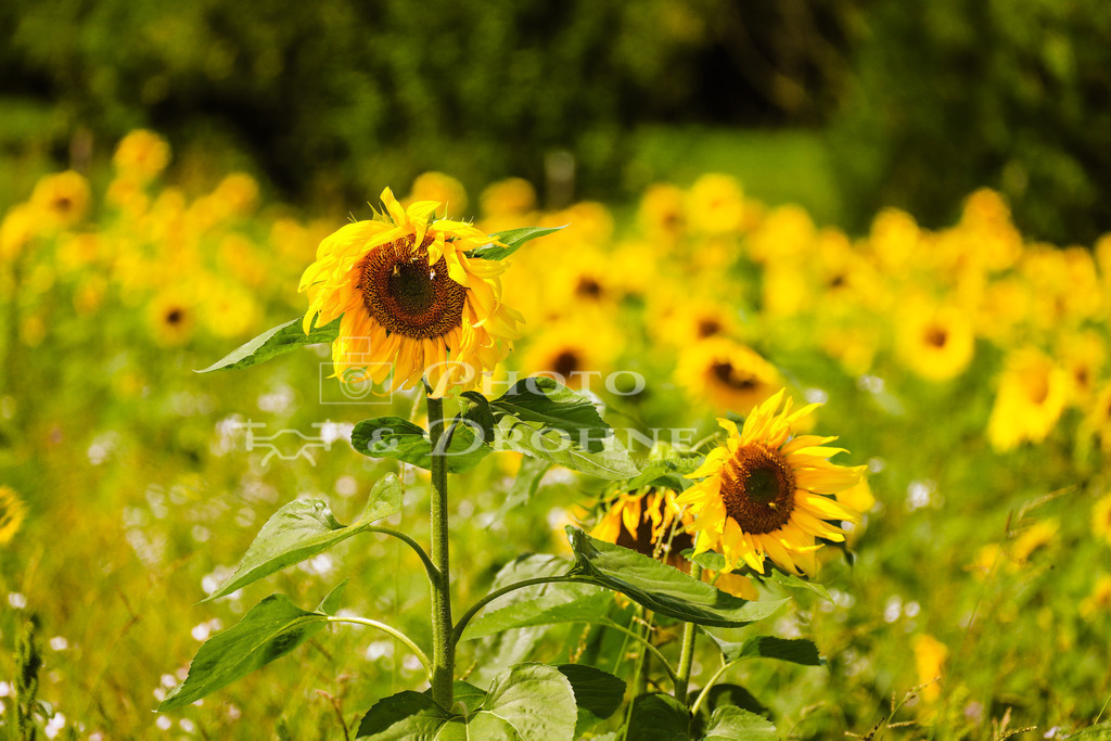 boppard-0917 | Sonnenblumen sind eine beliebte Nahrungsquelle für Bienen und andere Insekten. Sonnenblumen werden hauptsächlich für die Gewinnung von Sonnenblumenöl angebaut. Dieses Sonnenblumenfeld befindet sich in Boppard - Realisiert mit Pictrs.com