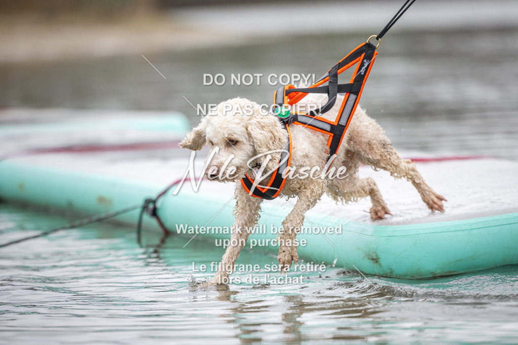 nelerasche_Hulsbeek_Sa1230-1330_217 | nelerasche