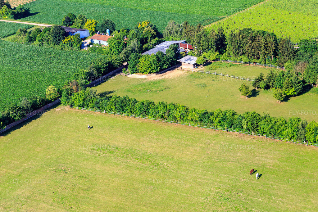 Luftbild: Koppel von Trakehner-Friedrich in Minfeld im Bundesland Rheinland-Pfalz in Deutschland. Foto: IMG_083090.jpg vom 26.06.2015 durch Werner Riehm/FLY-FOTO.de