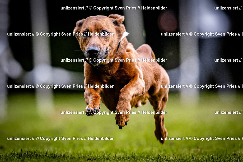 Sven Pries | 2025-10-03 - Hunderennen Obergrombach - Realisiert mit Pictrs.com