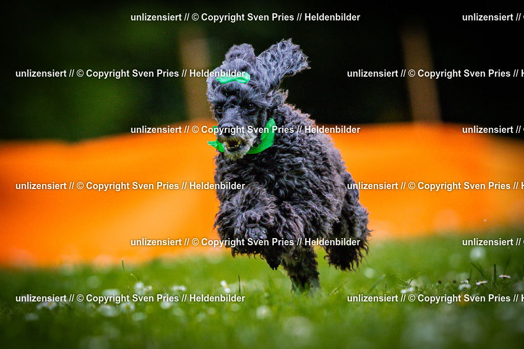 Sven Pries | 2025-05-29 - Pudelrennen KA-Durlach - Realisiert mit Pictrs.com