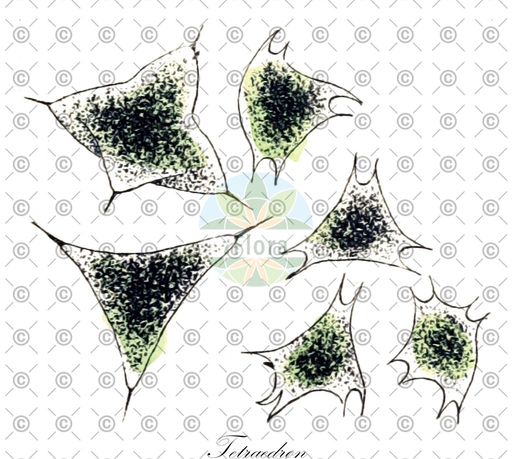 HistAbb_wfo-0000001849_1_ENZY_Simple | Historische Abbildung von Tetraedron - Hydrodictyaceae (0) | Historical Illustration of Tetraedron - Hydrodictyaceae (0)