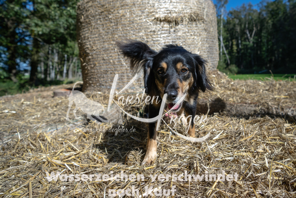 1237_ZZ91858-2 | kk-dogfotos