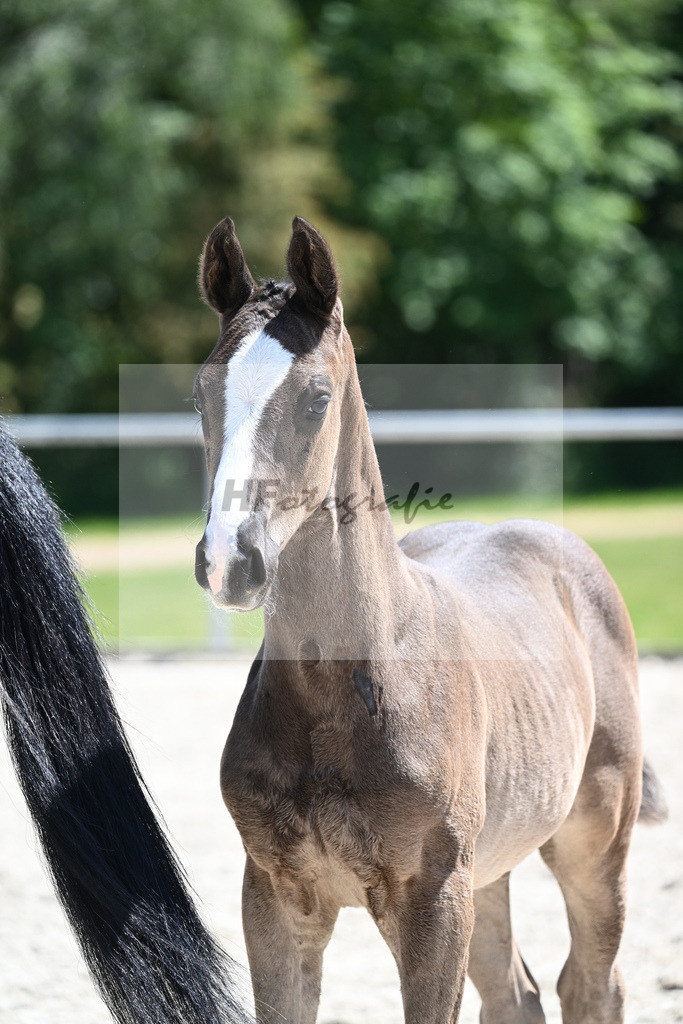 Kat-Nr. 7 HF Ellis_Kloessinger_16230711 | hf-fotografie - Realisiert mit Pictrs.com