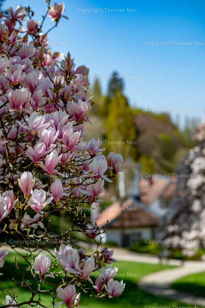 Fuerstenlager-magnolienbluete-bensheim-auerbach-staatspark-parklandschaft-sommersitz-hessische-Fuerstenfamile-Fotografie-Thomas_Neu.jpg-15 | Blick über das historische Gebäudeensemble im Staatspark Fürstenlager in Bensheim-Auerbach, eingebettet in die frühlingshafte Landschaft der Bergstraße. Blühende Magnolien und frisches Grün rahmen die klassizistischen Gebäude, während sich im Hintergrund die bewaldeten Hänge des Odenwaldrandes erheben. Der ehemalige Sommersitz der Landgrafen von Hessen-Darmstadt zeigt sich hier in seiner ganzen landschaftlichen und architektonischen Schönheit.,Bild: Thomas Neu
