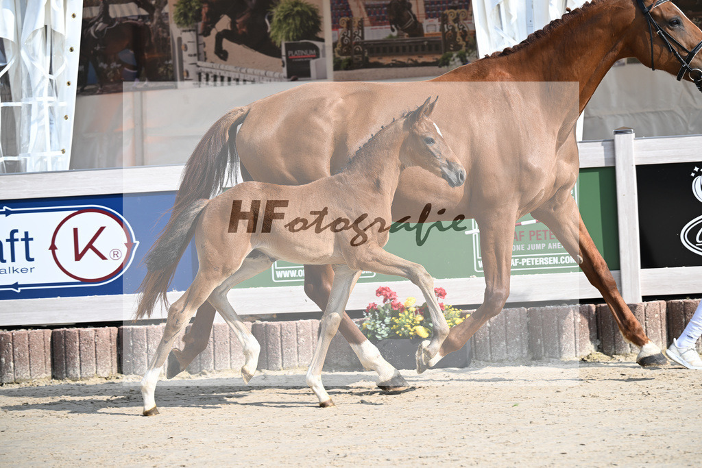 Fuerst Zonik x Vitalis_SF_Haering_12250012 | hf-fotografie - Realisiert mit Pictrs.com