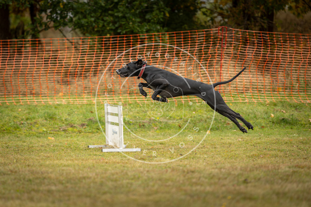 Pfotenfotografie_DV3A2838 | Hundefotografie, Tierfotograf, Pfotenfotografie, Fotoshooting Hund, Hunde Portrait, Hundesport, Hundeportraits, Heideshooting, Hunde, Sportfotograf, Hundefotograf, Turnierhundsport, THS,  - Realisiert mit Pictrs.com