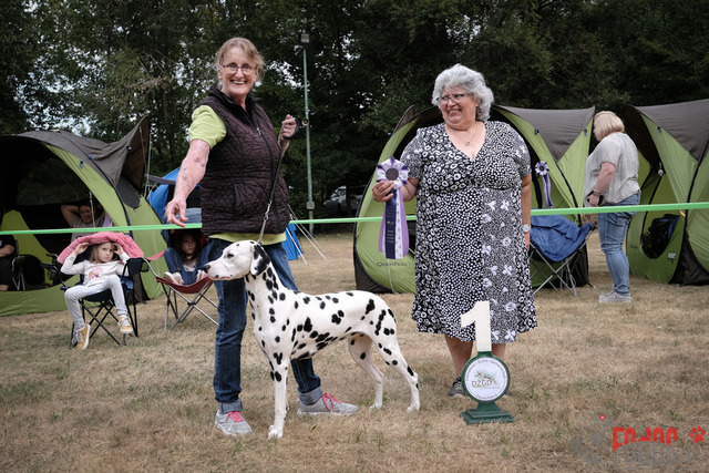 Dalmatiner Hilden | Dalmatiner, Regionalgruppenausstellung Regio West Hilden. Richterin Sivia Weber-Martegani.  in Hilden  03.09.2022 Foto: Leo Wyden