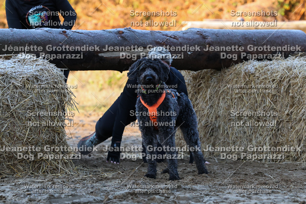 Dog Paparazzi - Strongdog 10-25-440 | Dog Paparazzi Jeanette Grottendiek Fotografie & Videografie - Realisiert mit Pictrs.com