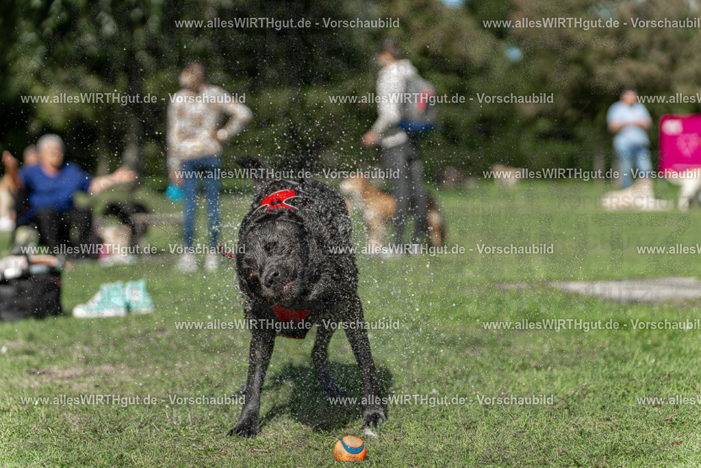Hundeschwimmen_Volksbad_2026-allesWIRTHgut_Tierfotografie-2609061240-115020-7R500129 | Professionelle Tierfotografie in Mönchengladbach von Daniel Wirth (allesWIRTHgut). Liebevolle & natürliche Bilder von Hunden & Katzen für unvergessliche Erinnerungen.