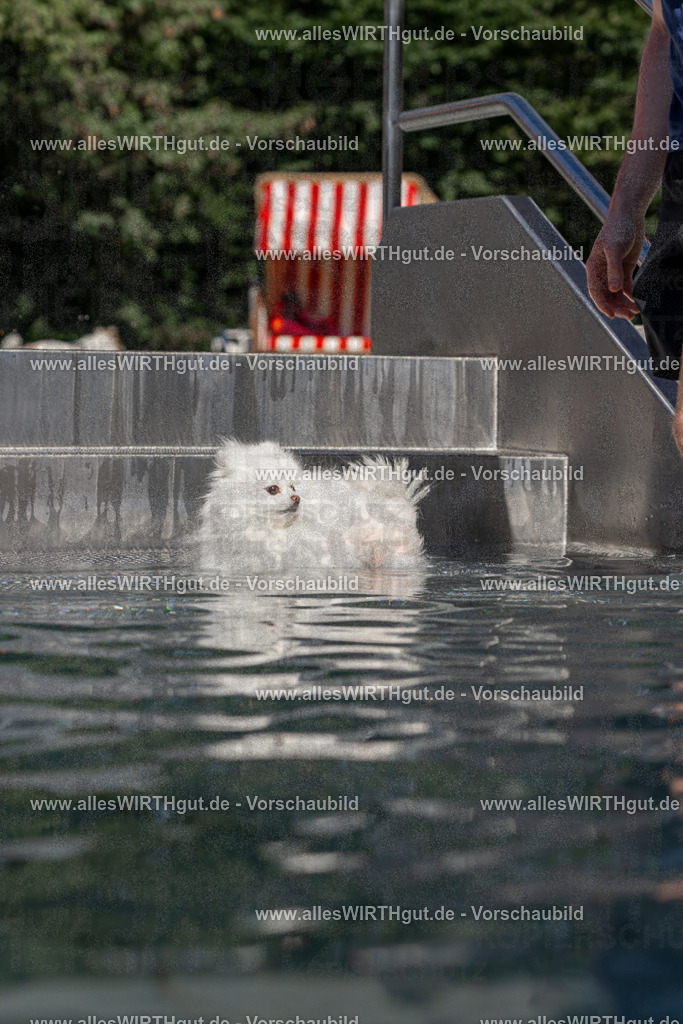 Hundeschwimmen_Volksbad_2026-allesWIRTHgut_Tierfotografie-2609061252-FAY06588 | Professionelle Tierfotografie in Mönchengladbach von Daniel Wirth (allesWIRTHgut). Liebevolle & natürliche Bilder von Hunden & Katzen für unvergessliche Erinnerungen.