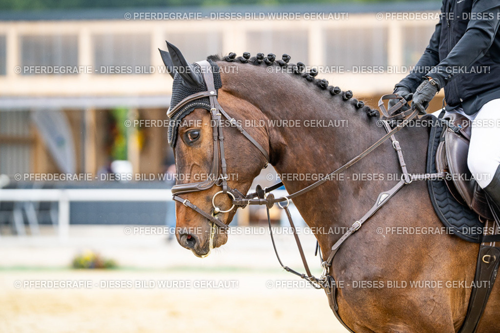 DSC09768 | Pferdegrafie