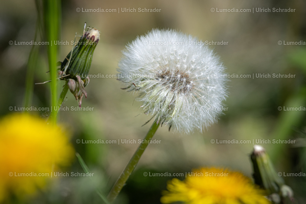 10049-13285 - Pusteblume | Stockfoto und Bilderpool mit Bildmaterial aus Deutschland, dem Harz, Halberstadt, Quedlinburg, Wernigerode und weltweit. Qualitativ hochwertige und professionelle Fotos anschauen und kaufen. - Realisiert mit Pictrs.com