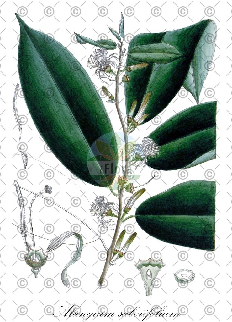 HistAbb_wfo-0000937579_1_ENZY_Simple | Historische Abbildung von Alangium salviifolium - Cornaceae | Historical Illustration of Alangium salviifolium - Cornaceae