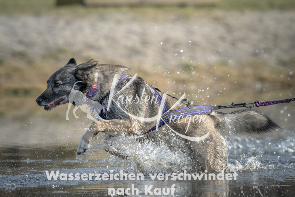 1050_ZZ90106 | kk-dogfotos