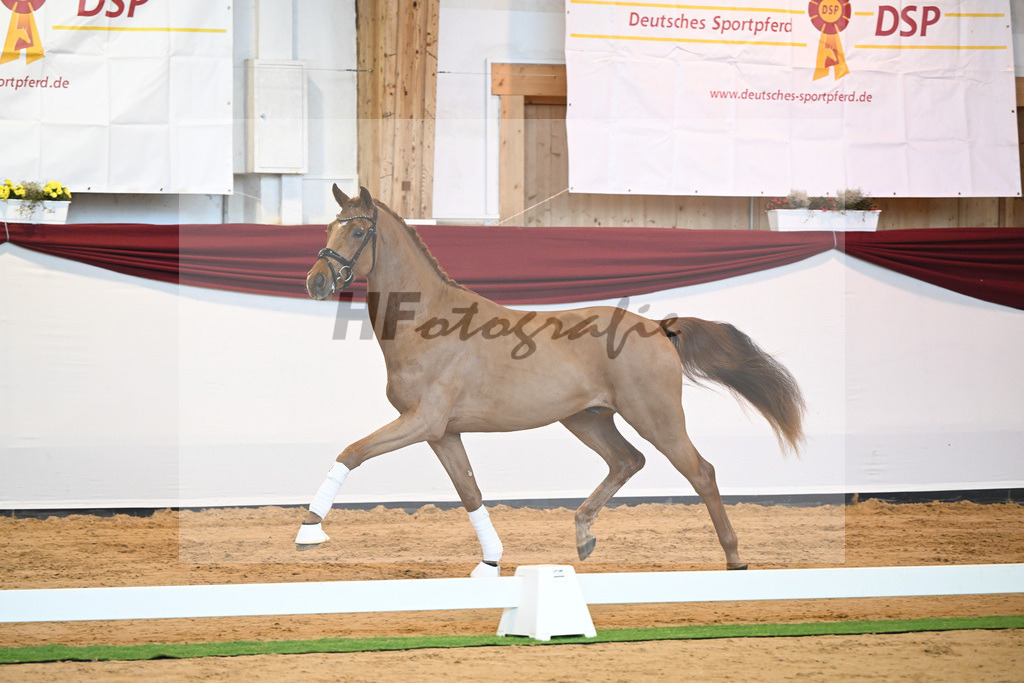 Kat-Nr. 52 v. Vaderland_Galneder_66220756 | hf-fotografie - Realisiert mit Pictrs.com