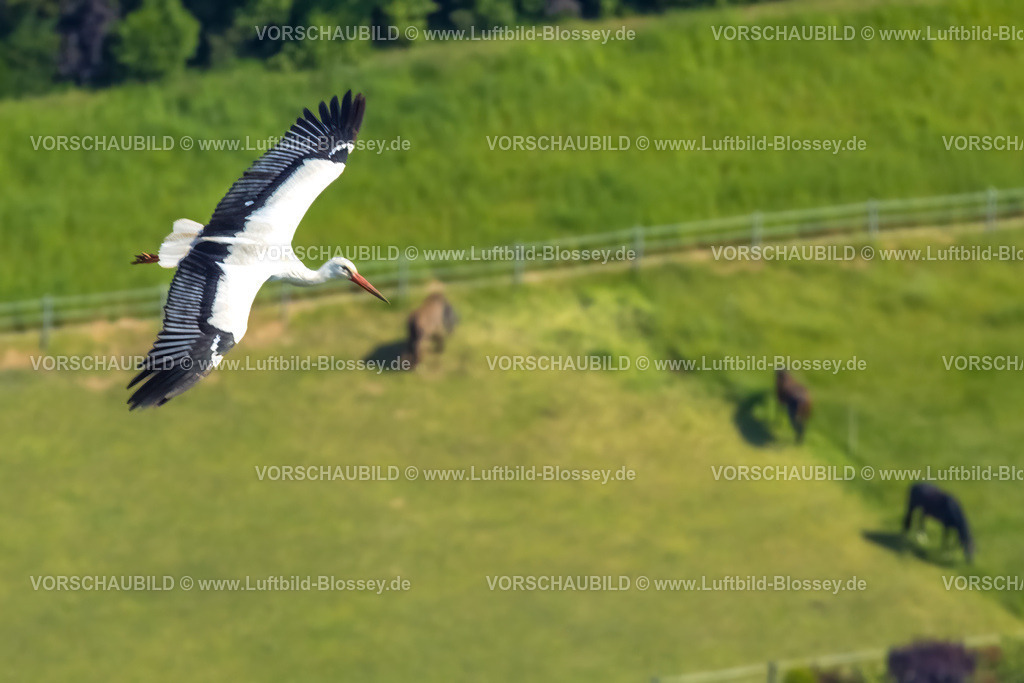 Bottrop230509898Kirchhellen-Bearbeitet | Luftbild, Weißstorch im Segelflug über das Naturschutzgebiet Grafenmühle, Kirchhellen-Süd, Bottrop, Ruhrgebiet, Nordrhein-Westfalen, Deutschland